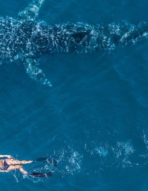 Woman snorkels alongside a whale shark in Ningaloo WA