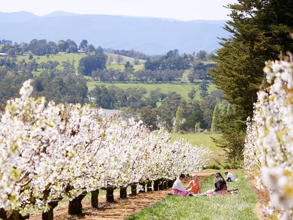 Cherryhill Blossom Festival in Coldstream, Victoria