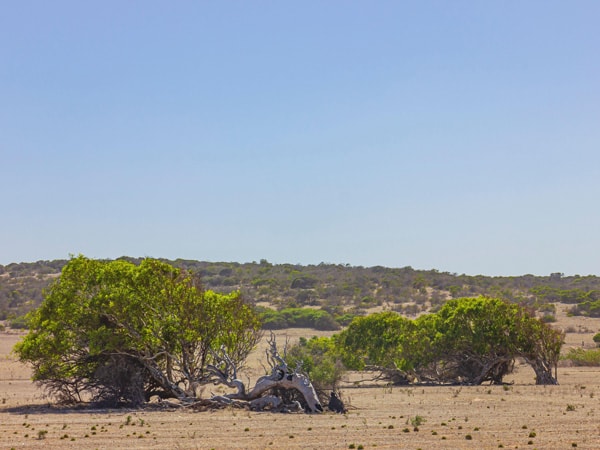 Leaning trees near Greenough, WA
