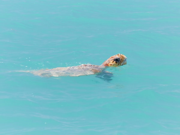 a sea turtle swimming in Monkey Mia