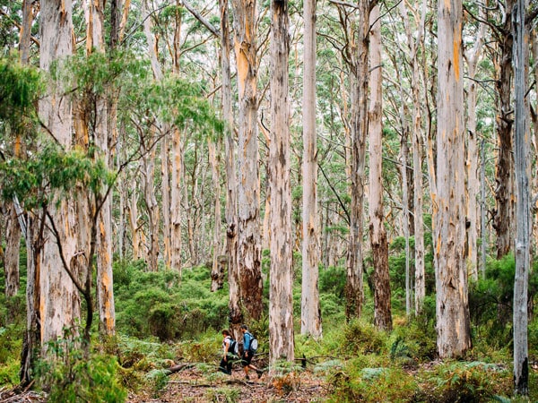 the Boranup Forest in Western Australia, Cape to Cape Walk