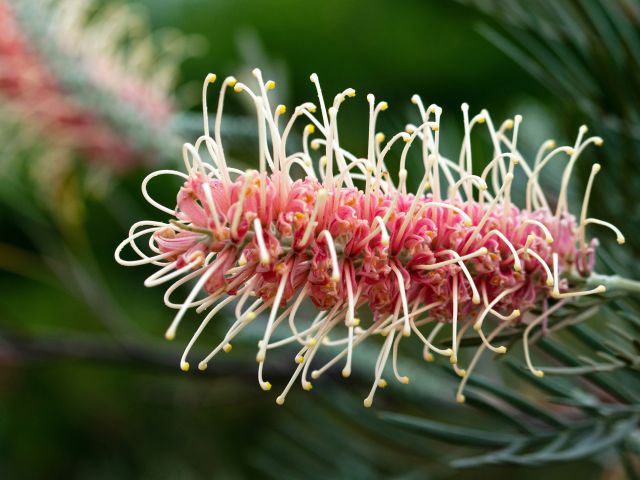 grevillea flower