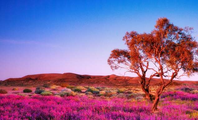 Wildflowers Australia