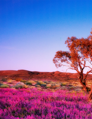 Wildflowers Australia