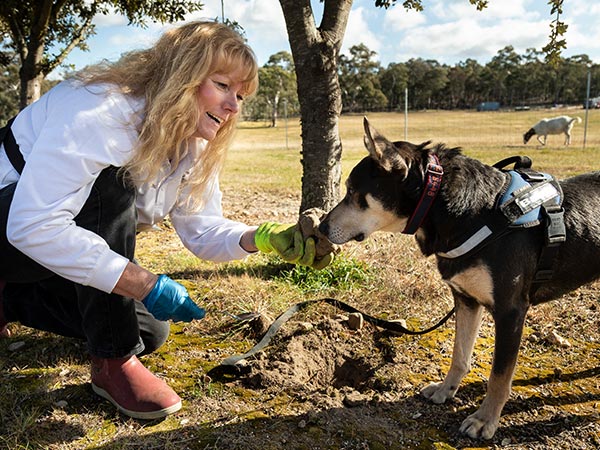 truffle hunting in Braidwood