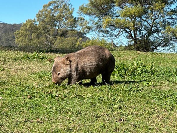 wombat grazing at bundanon art museum