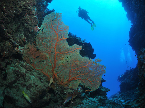 diving the Milln Reef, Cairns tours