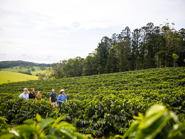 a group exploring the Atherton Tablelands with No Limit Adventures, Cairns tours