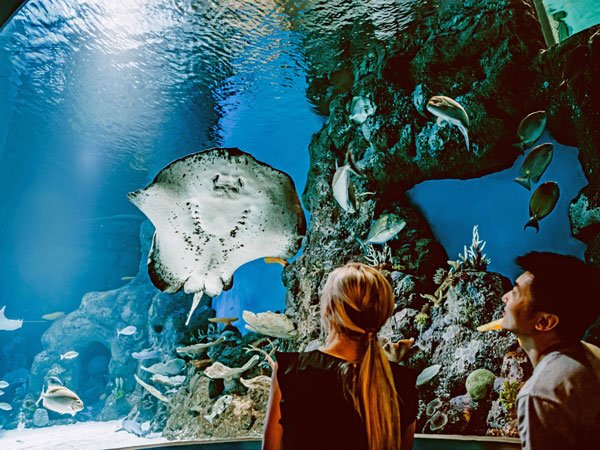 a couple looking at an aquarium with fish and corals at Cairns Aquarium