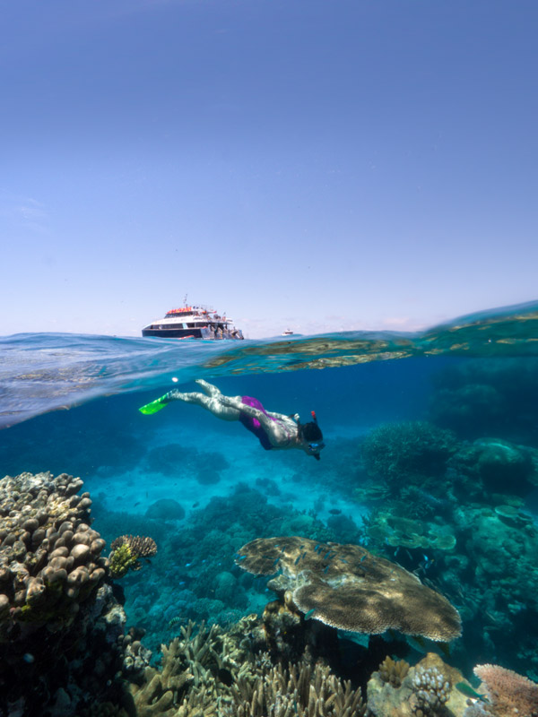 snorkelling at Flynn Reef with Dreamtime Dive & Snorkel, Cairns tours