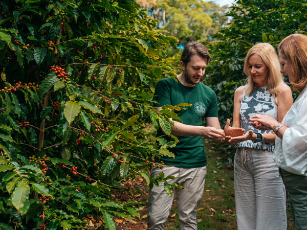 guests harvesting coffee beans at the Tamborine Mountain Coffee Plantation