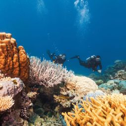 A guide to the best snorkelling and diving spots in Cairns
