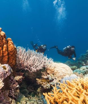 <p>A guide to the <i>best</i> snorkelling and diving spots in <strong>Cairns</strong></p>

