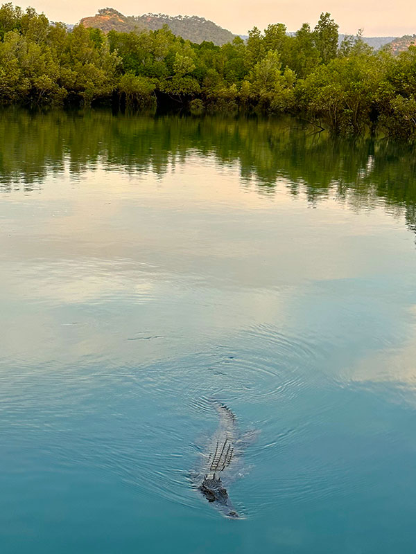 crocodile at Horizontal Falls