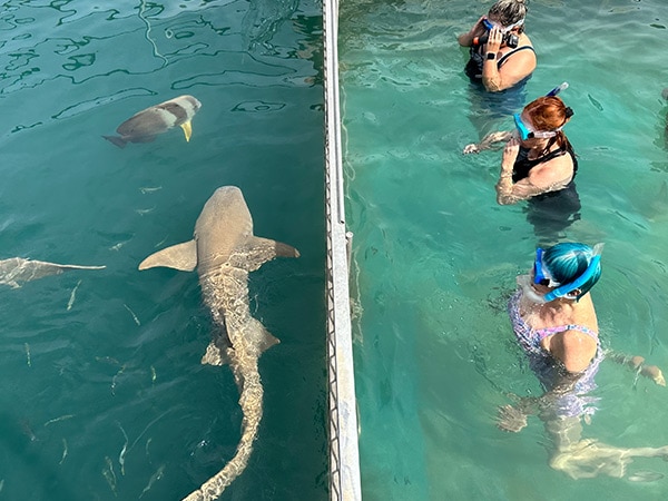swimming with Lemon Sharks Horizontal Falls Seaplane Adventures