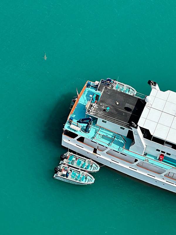 shark near main pontoon at Horizontla Falls