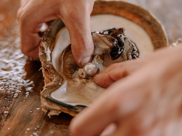 extracting pearl from the shell at Cygnet Bay Pearl Farm
