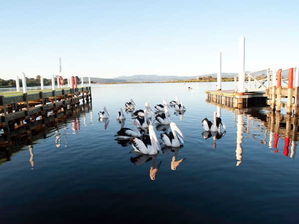 a flock of pelicans at the township of Mallacoota in Victoria