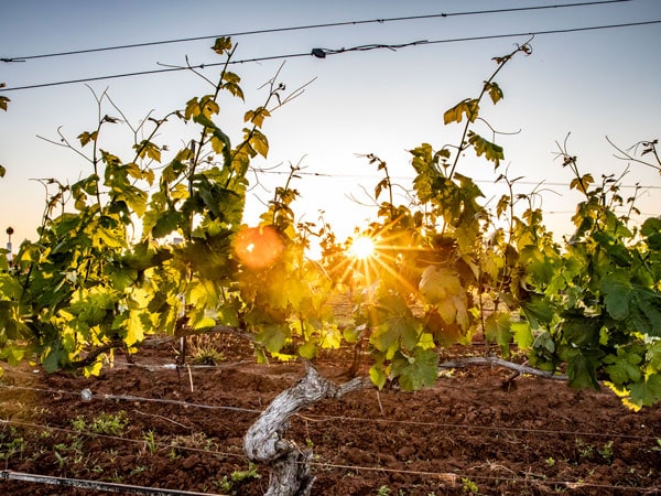 sun rising over Hunter Valley