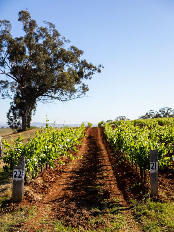 the vineyards at Tyrrell’s Wines