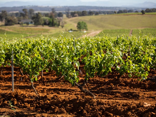 a vineyard in Hunter Valley