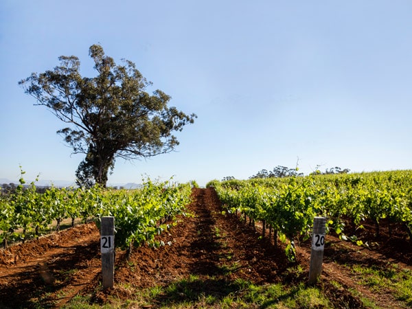 the vineyards at Tyrrell’s Wines