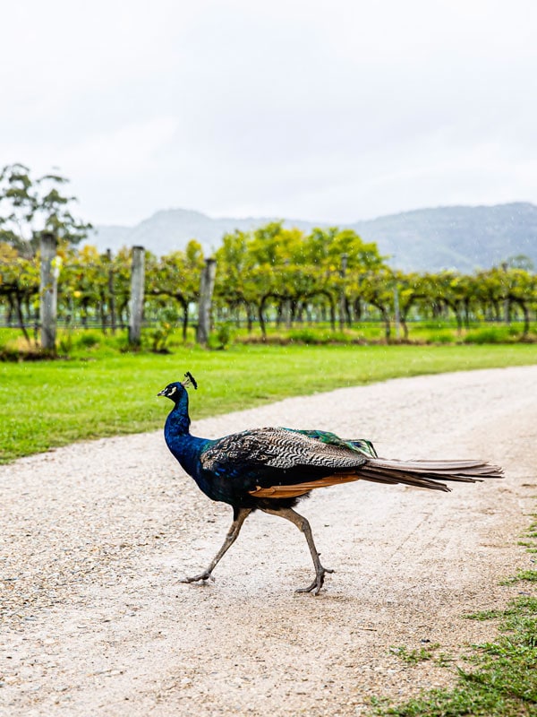 a peacock strolling around Krinklewood Estate