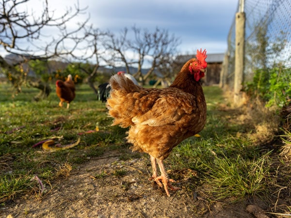a chicken at Margan Estate, Hunter Valley