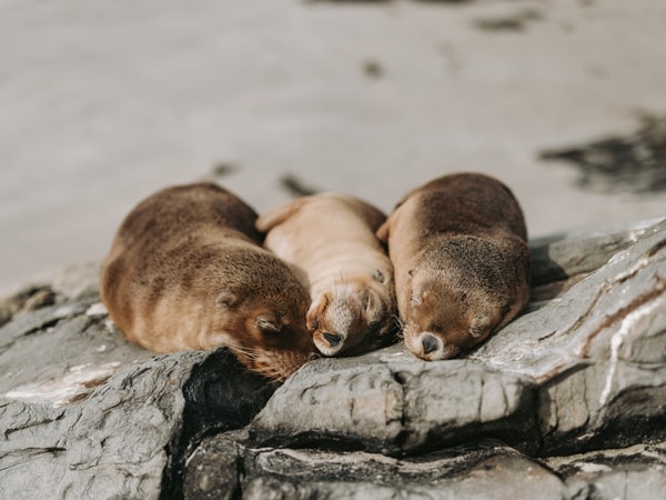 seals sleeping at Seal Bay Conservation Park, Kangaroo Island