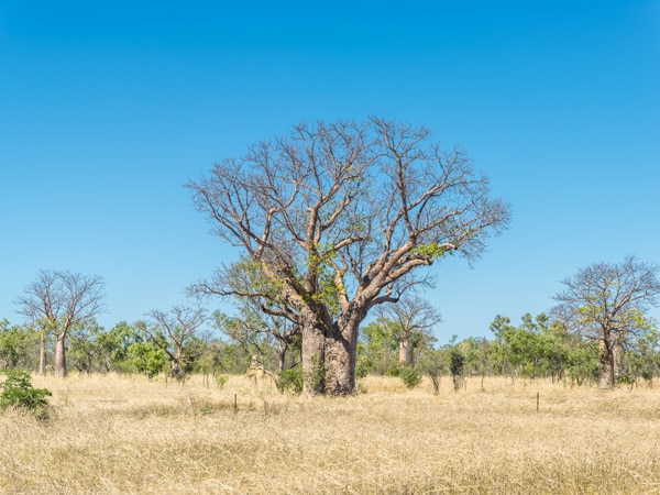 a Boab tree in Derby, Australian place names