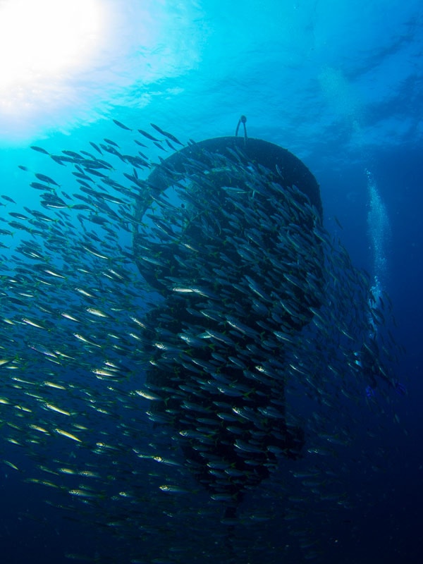 a school of fish swimming around buoyant sculpturestransplanted with coral at Wonder Reef