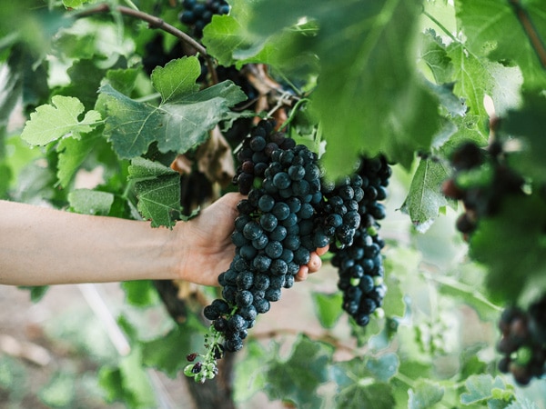 Shiraz and cabernet sauvignon grape varieties in Hunter Valley vineyards