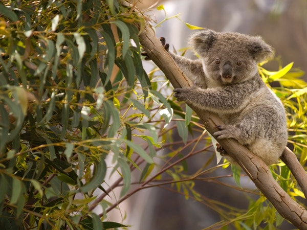 a koala hugging a tree branch
