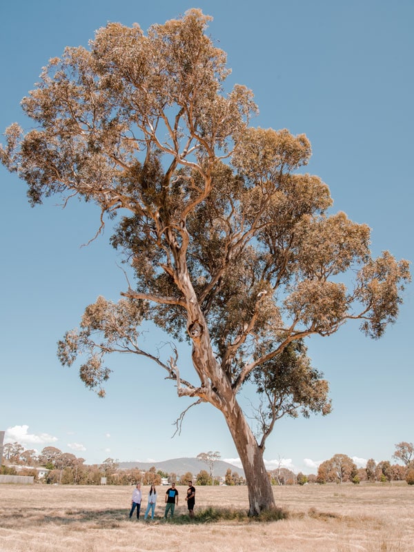 people under the shade f a tree in Ngunnawal, Australian Capital Territory