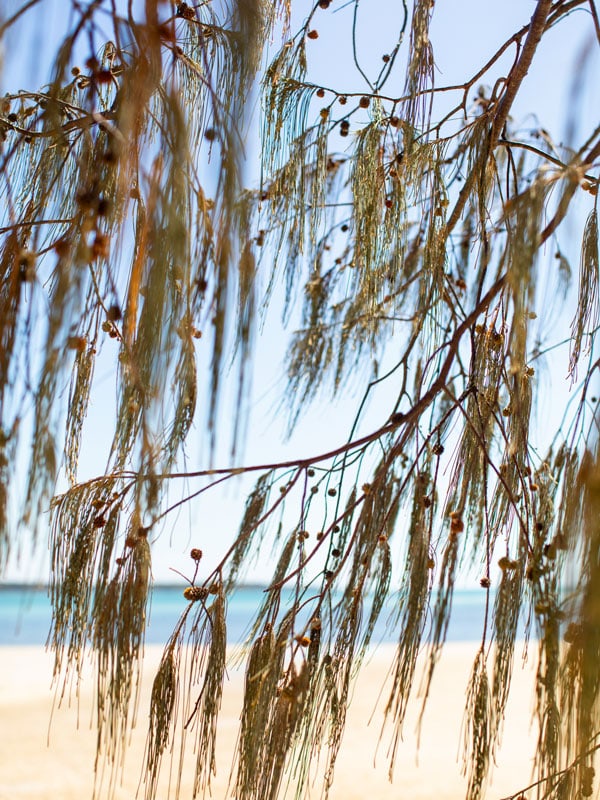 a close-up photo of tree branches on the beach