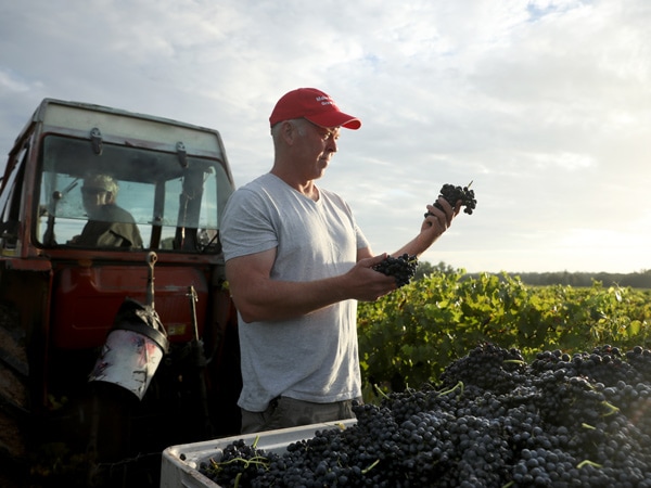 a man harvesting shiraz grapes at Thomas Wines