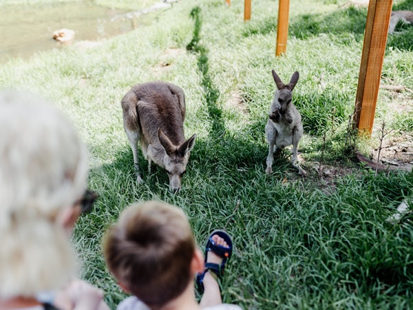 kids getting up close with bilbies in Currumbin Wildlife Sanctuary