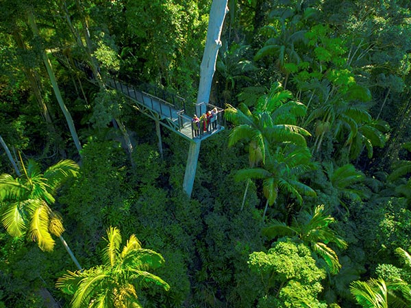 Tamborine Mountain Rainforest Skywalk gondwana rainforest experiences