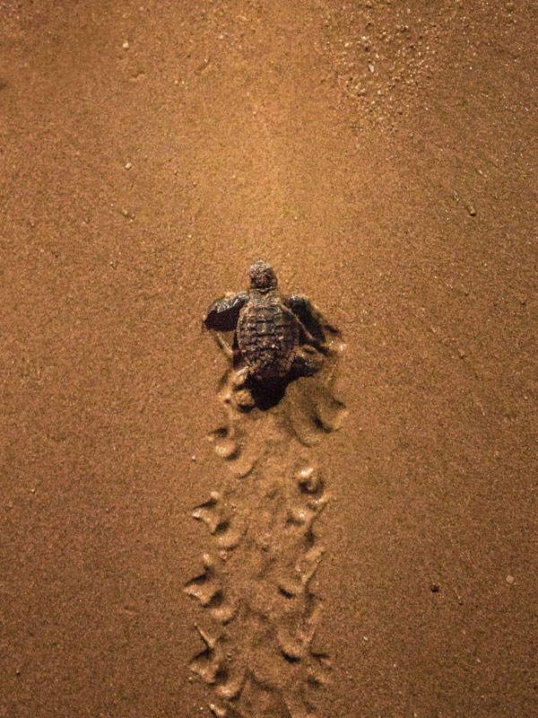 a tiny baby turtle walking at Mon Repos Turtle Centre