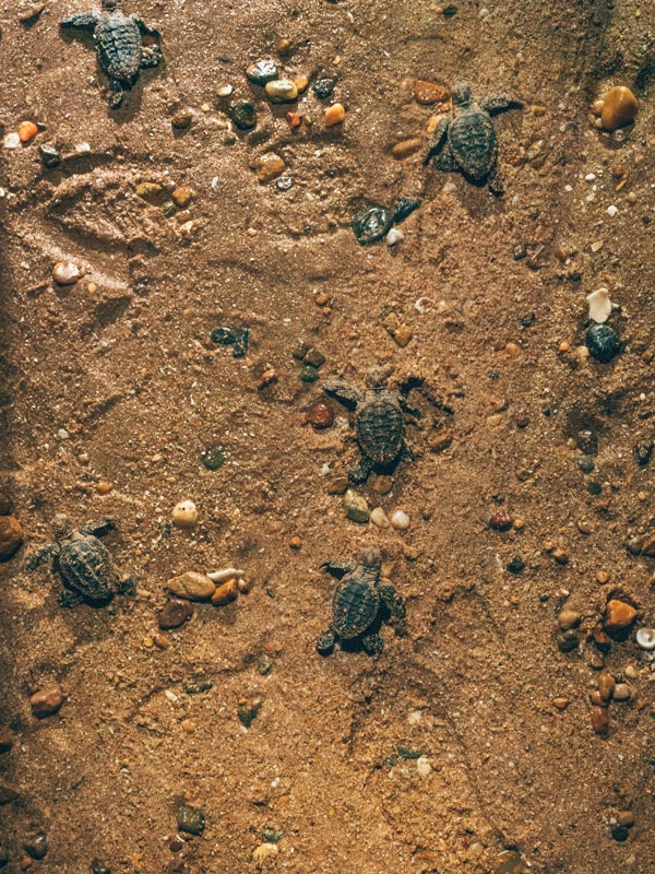 baby turtles heading to the shore at Mon Repos Turtle Centre
