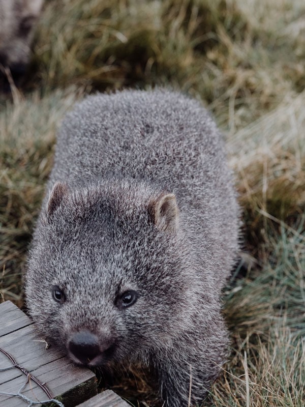 a wombat in the wild in Tasmania
