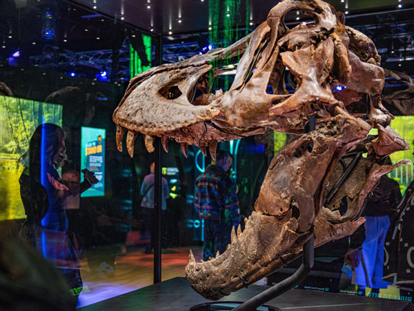 dinosaur fossils in Melbourne Museum