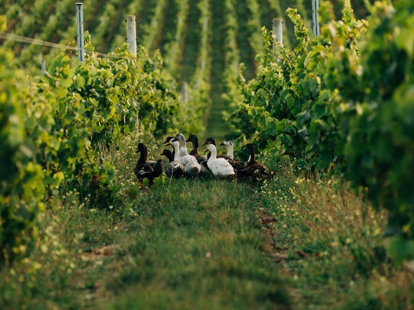 Ducks at play in the vines at Delamere Vineyards