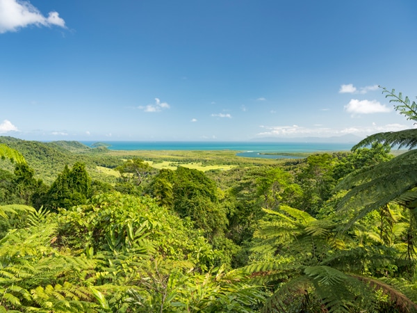 Daintree Rainforest, Tropical North Queensland