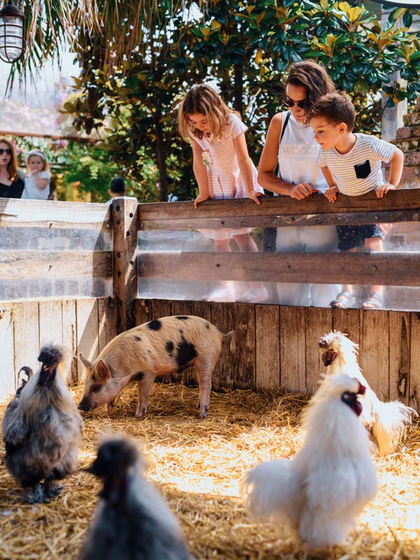 Kids looking at farm animals at Grounds of Alexandria