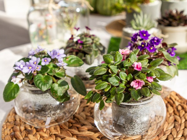 flowery plants on display at Richmond Good Food Market