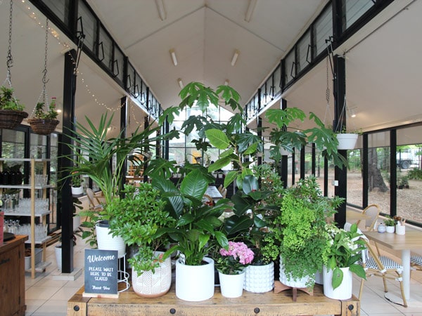 plants on display inside Sorensen’s Glasshouse