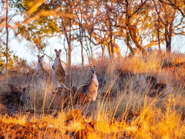 wallabies at sunrise in Violet Valley Campground