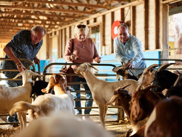 animal counters at Calmsley Hill City Farm