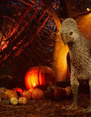 Buckbeak at Harry Potter: A Forbidden Forest Experience